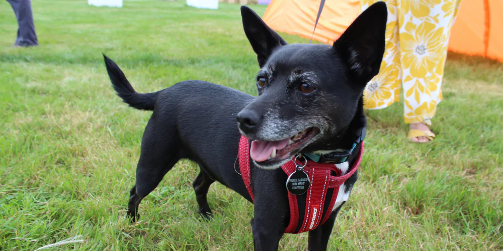 A picture of Jasper the Jack Russell Terrier x Chihuahua at The Petgevity Games