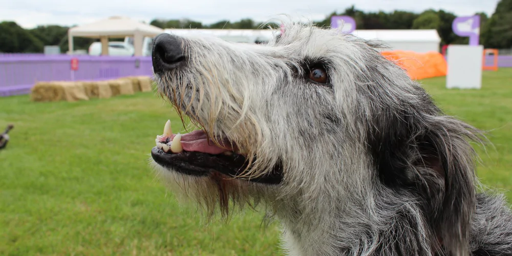 A picture of Max the Australian Cattle Dog at The Petgevity Games