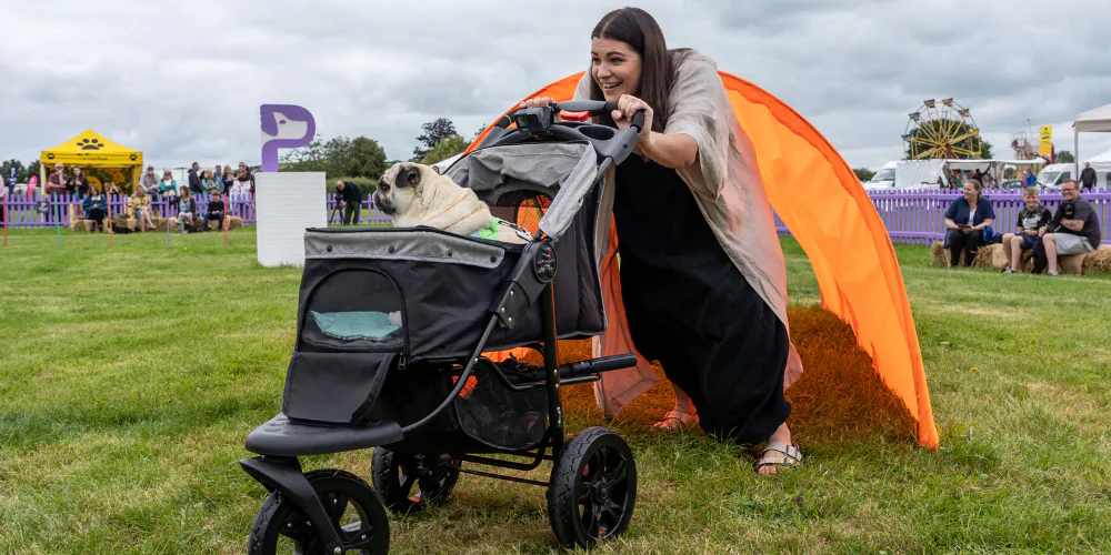 A picture of Puggy Smalls on the Petgevity Games agility course