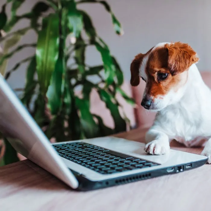 Puppy on laptop