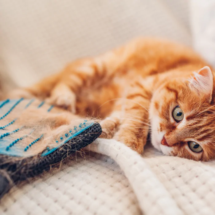 A picture of a cat next to a matting brush with lots of fur