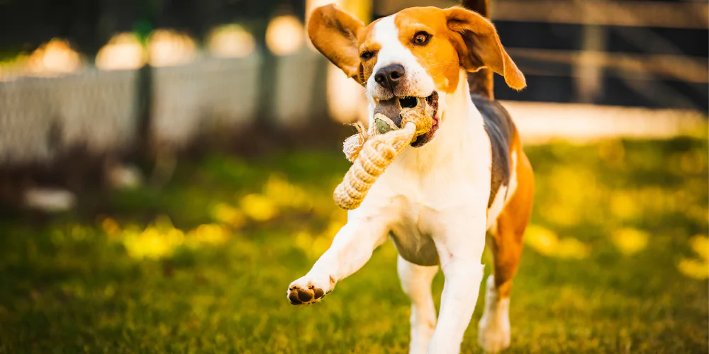 A picture of a Beagle puppy playing outside in the garden
