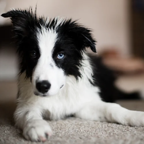 Apicture of a bored and unstimulated Collie