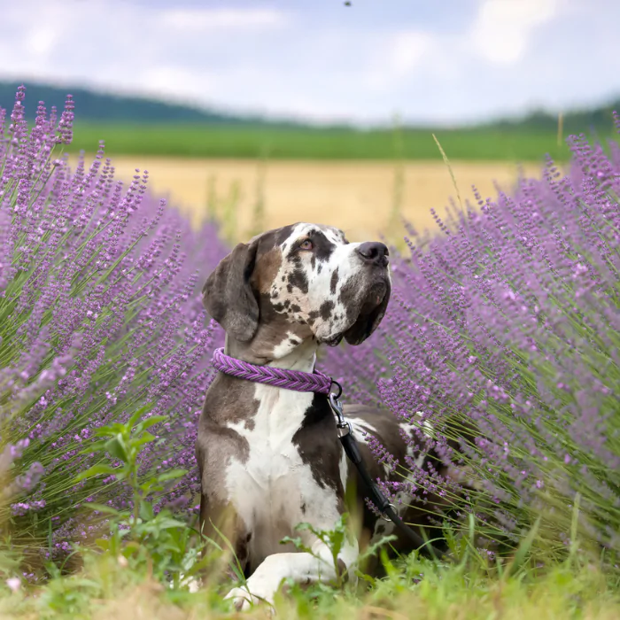 A picture of a Great Dane in a lavender field