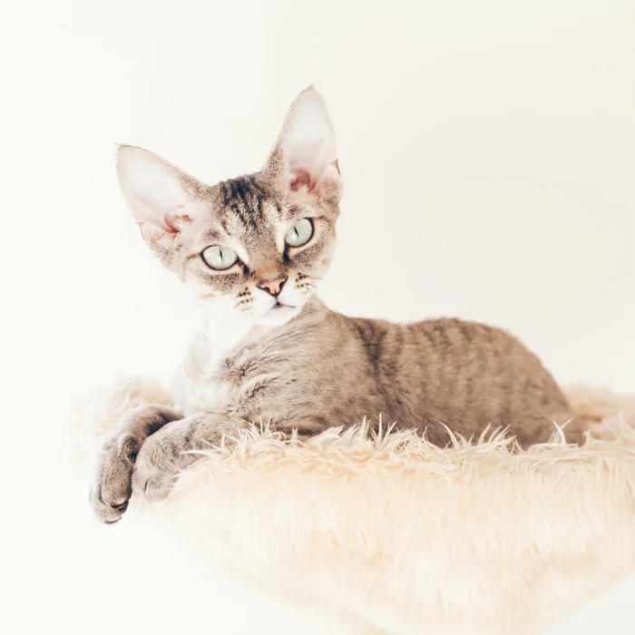 A picture of a Devon Rex hypoallergenic kitten