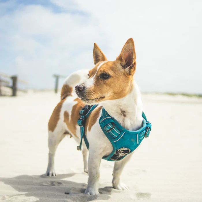 A picture of a Jack Russell Terrier wearing a harness on a beach