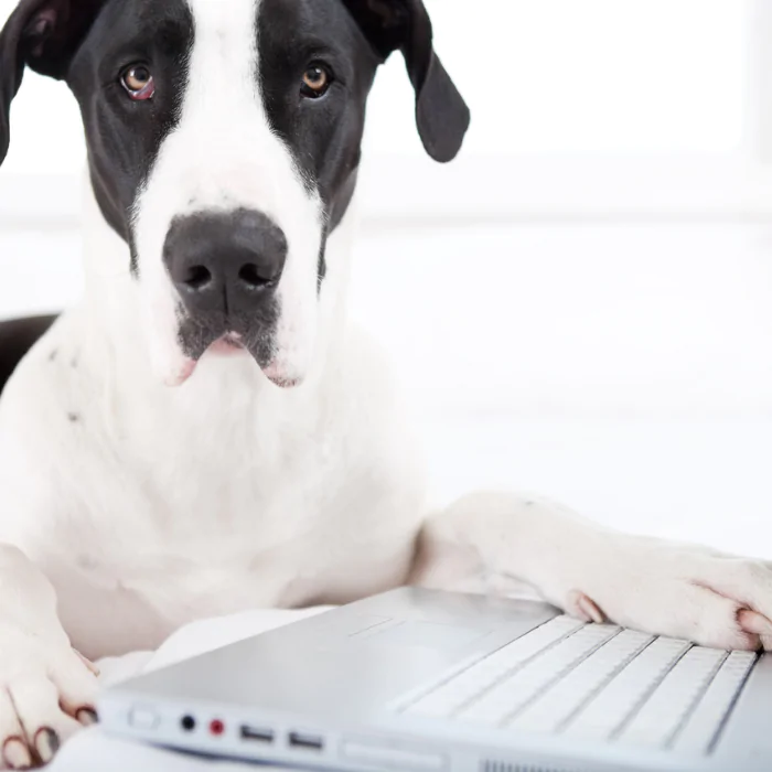 A picture of a Great Dane at a laptop