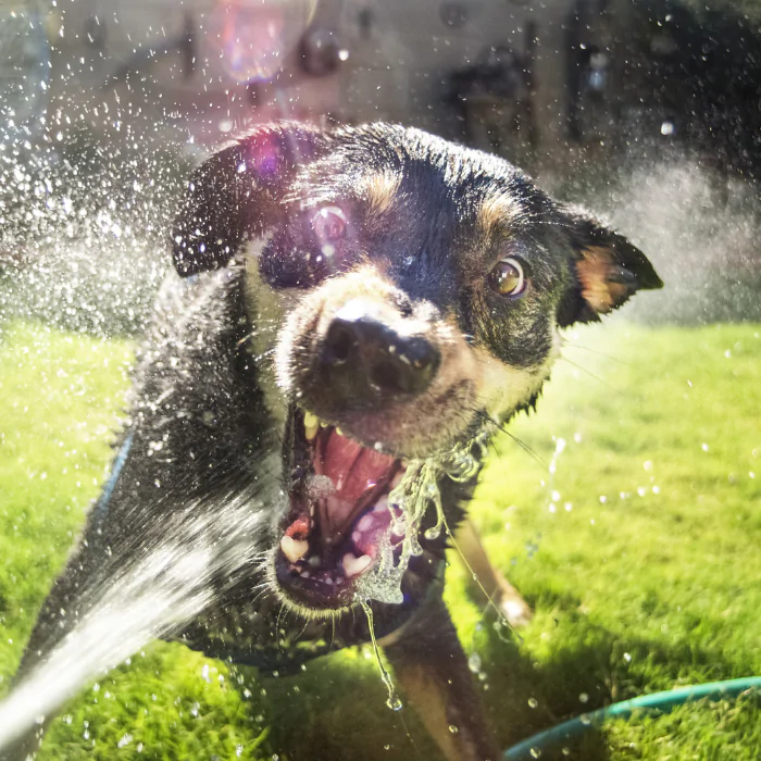 A picture of a black and tan dog playing with the sprinkler in the garden