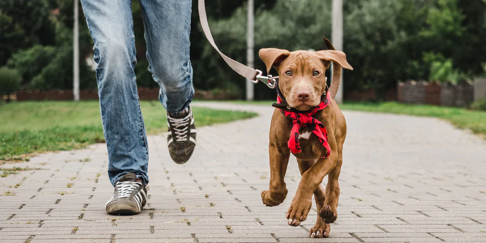 A picture of a Hungarian Vizla puppy running