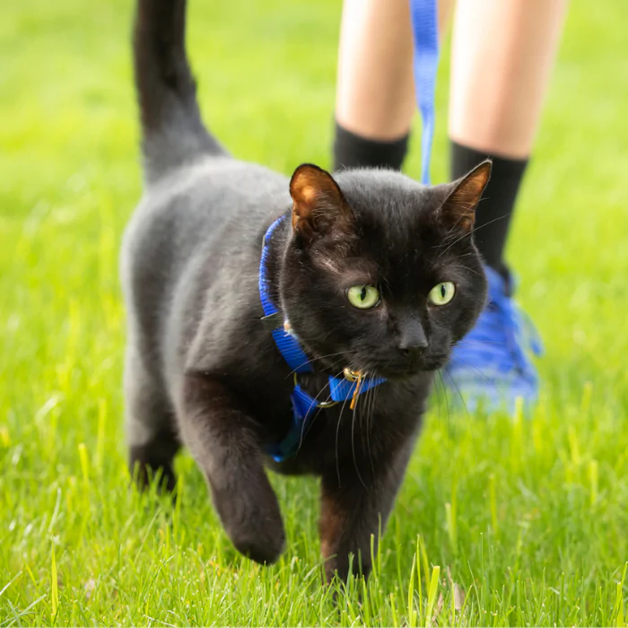 A picture of a black cat being walked with a lead and harness