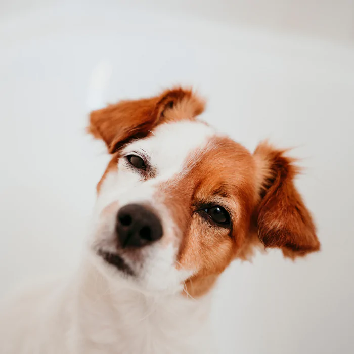A picture of a curious white and tan Jack Russell Terrier puppy