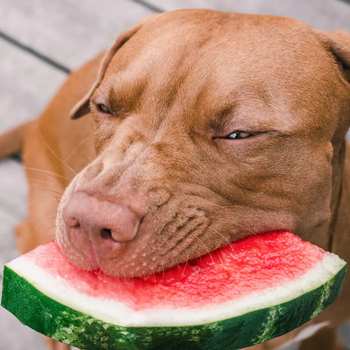 A picture of a red crossbreed dog eating a watermelon