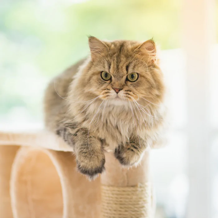 A picture of a long haired cat sat on a scratch post