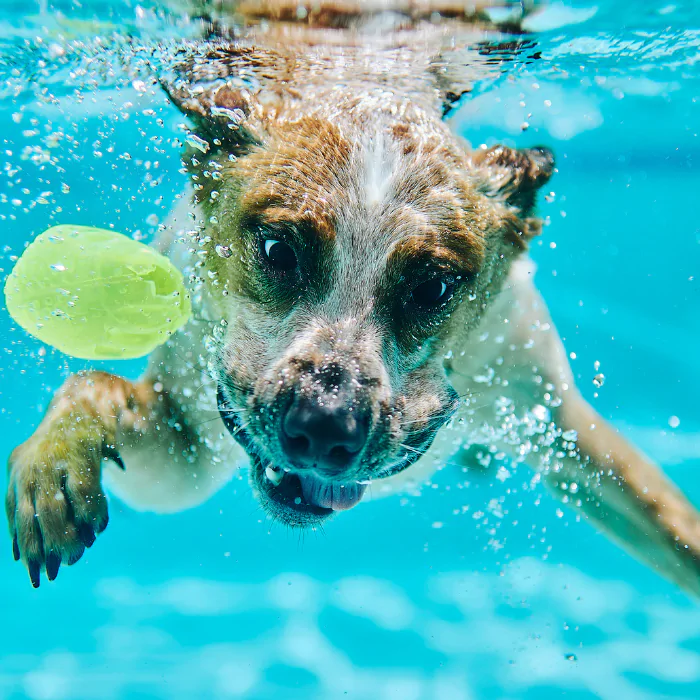 A picture of a swimming dog with limp tail syndrome