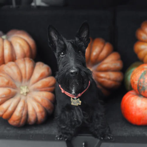 A picture of a Scottish Terrier sat next to pumpkins