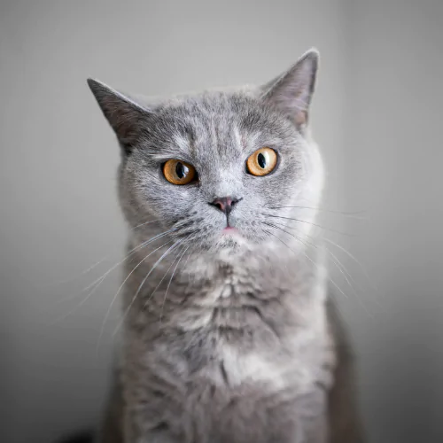 A picture of a grumpy grey cat with orange eyes