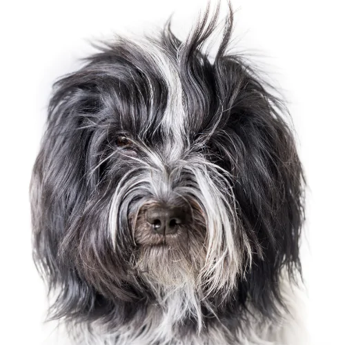 A picture of a black and white dog with hair covering its face