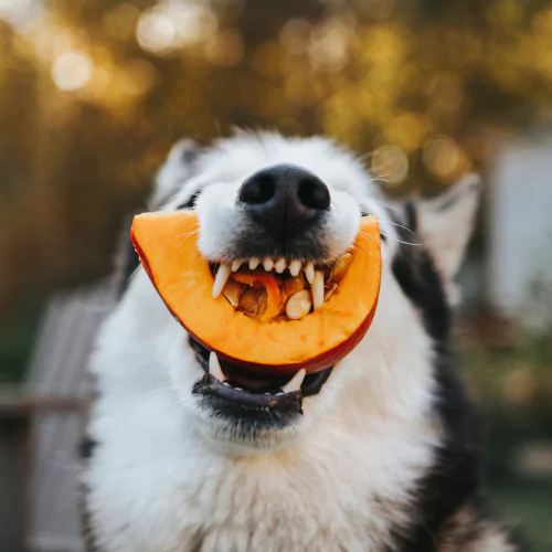 A picture of a Husky eating pumpkin