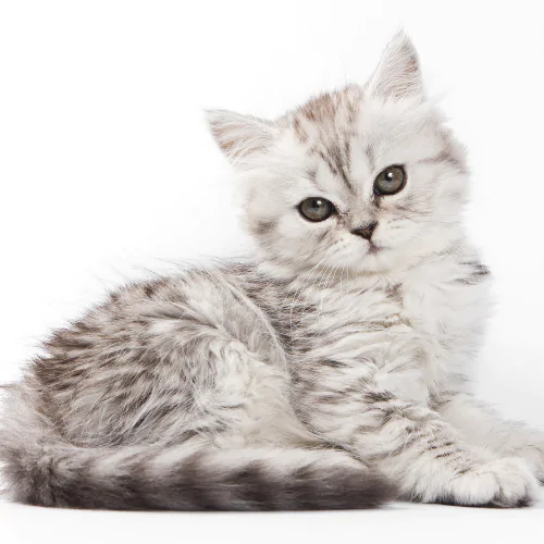 A picture of a grumpy white and grey kitten