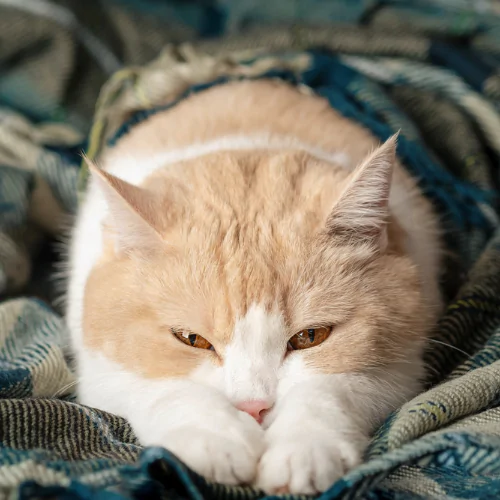 A picture of a ginger and white cat cuddled up in a blanket