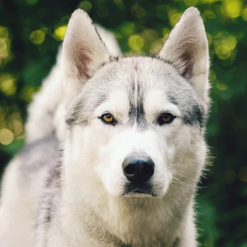 A picture of a serious-looking Husky staring into the camera