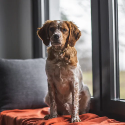 A picture of a Spaniel sat on a blanket by the window