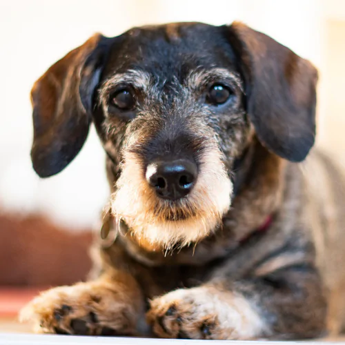 A picture of a senior Dachshund