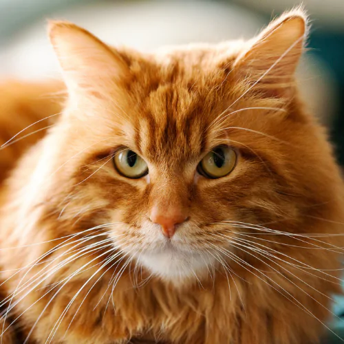 A picture of a grumpy long-haired ginger and white cat
