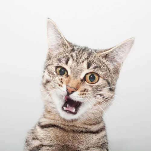 A picture of a confused tabby cat pulling a funny face