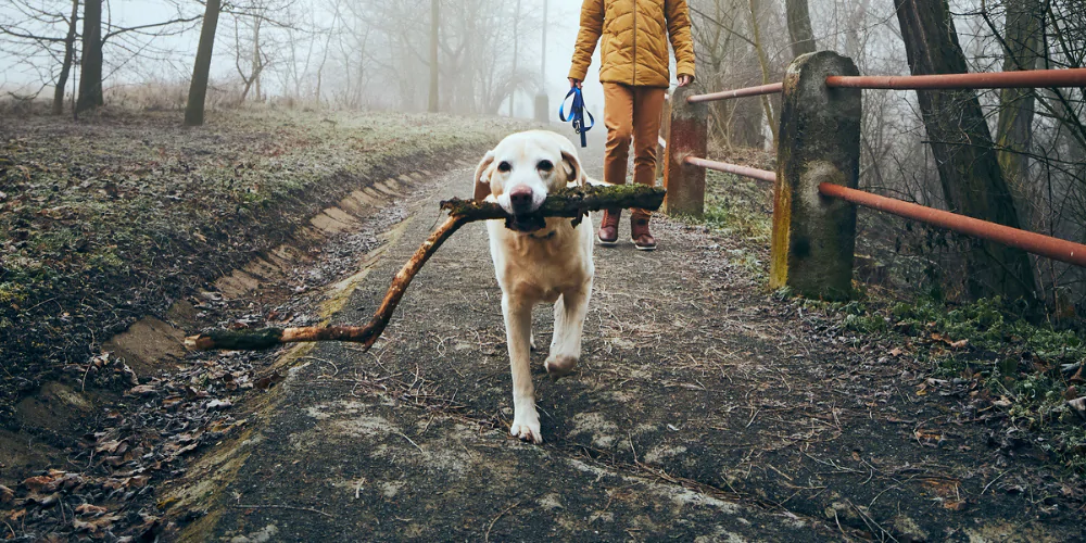 A picture of a Labrador walking through the woods in autumn, carrying a branch