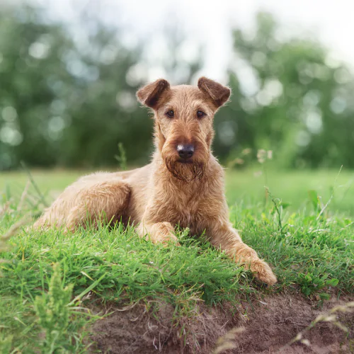 A picture of an Irish Terrier lying on the grass