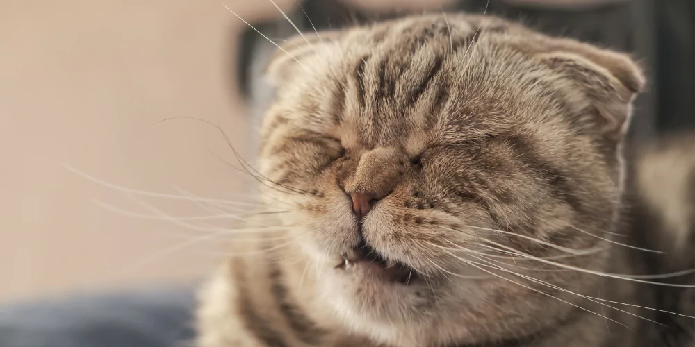 A picture of a Scottish Fold cat sneezing