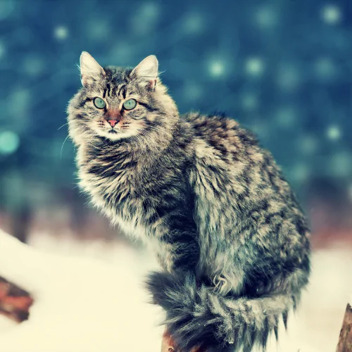 A picture of a Siberian cat sitting on a fence surrounded by snow