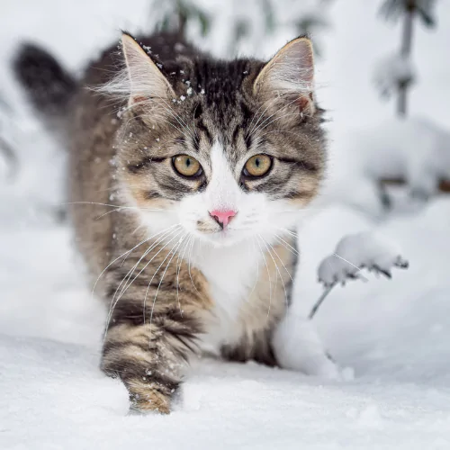 A picture of a Norwegian Forest cat walking through snow