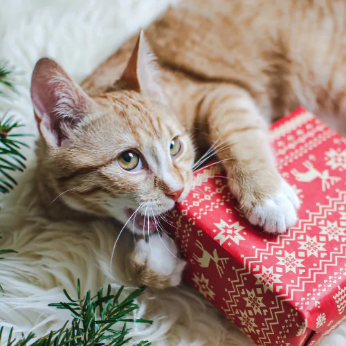 A picture of a ginger kitten lying on a fur blanket, chewing a Christmas present