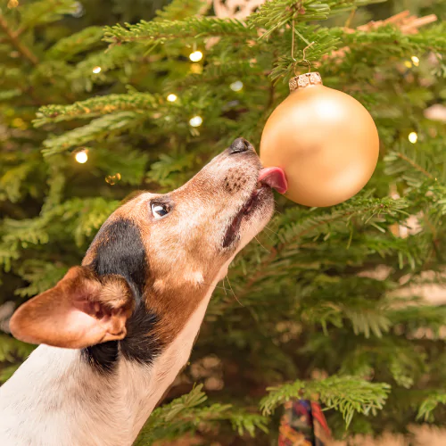 A picture of a Jack Russell Terrier licking a gold bauble