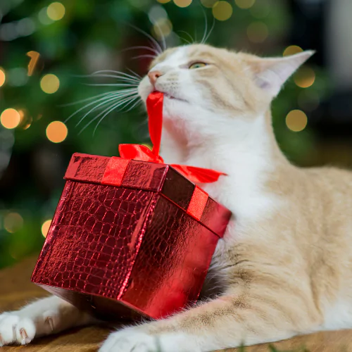 A picture of a ginger and white cat chewing the ribbon on a Christmas present