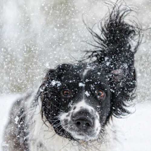 A picture of a Spaniel pulling a funny face while running in the snow