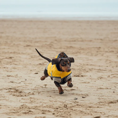 A picture of a Dachshund wearing a rain coat, running on a beach in winter