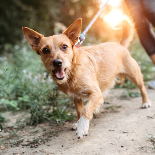 A picture of a Terrier type dog smiling at the camera as its being walked on a dirt path