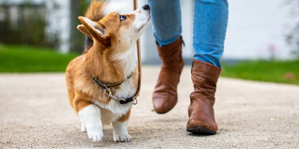 A picture of a Corgi puppy looking up at its owner as it is being lead trained