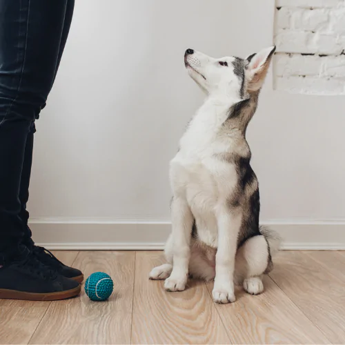 A picture of a Husky puppy with a ball by its feet, staring up at its owner