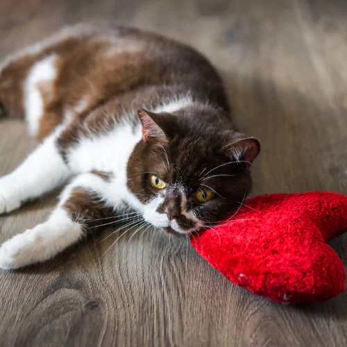A picture of a short haired cat lying on a heart shaped cushion