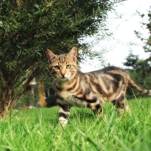 A picture of a tabby cat walking in a spring garden