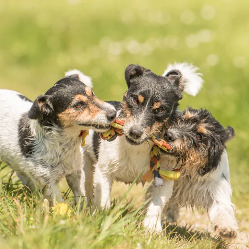 A picture of three Jack Russell Terriers playing and chewing a rope toy together