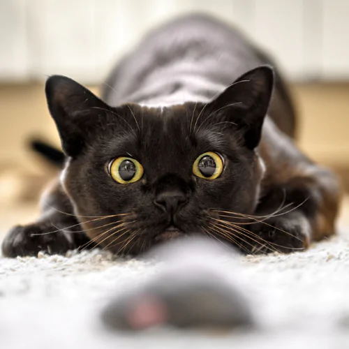A picture of a black short haired cat ready to pounce on a toy mouse
