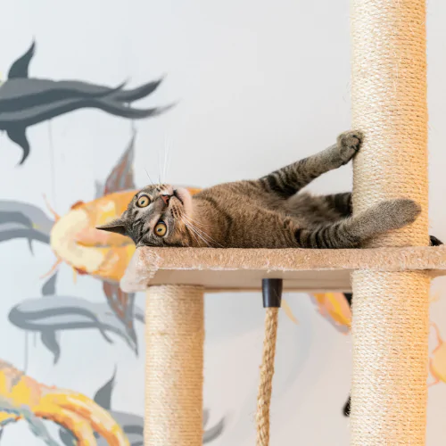 A picture of a short haired tabby cat lying on a cat tower, scratching its claws on a post