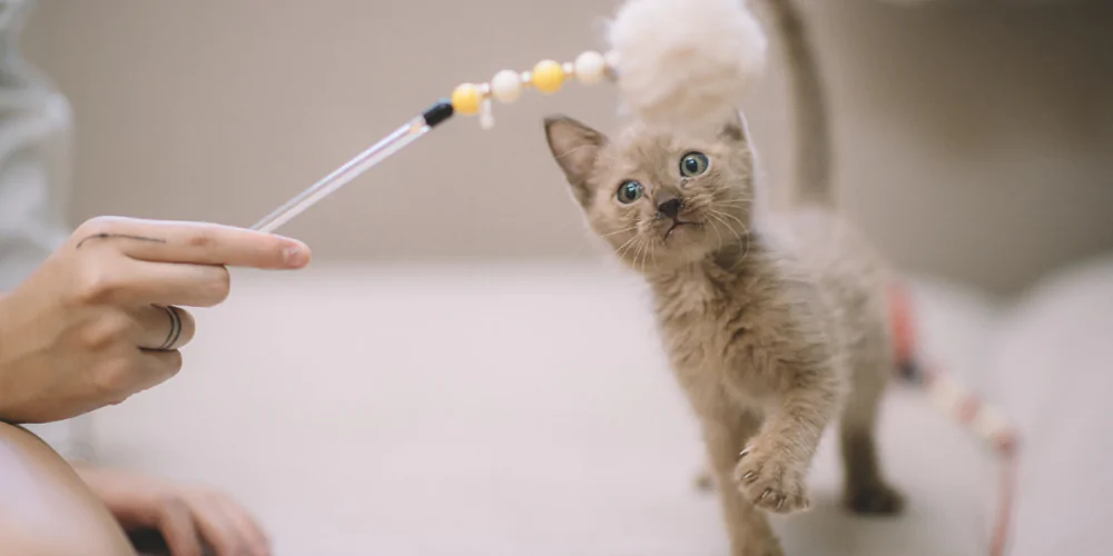 A picture of a grey kitten staring at a fluffy cat teaser