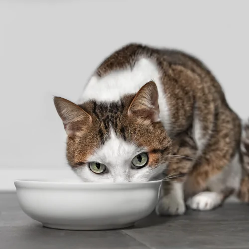A picture of a short haired tabby cat eating out of a bowl and staring at the camera