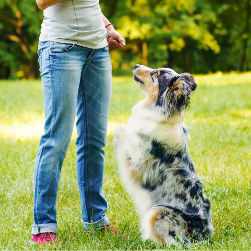 A picture of an Australian Shepherd in a sit position with a dog trainer